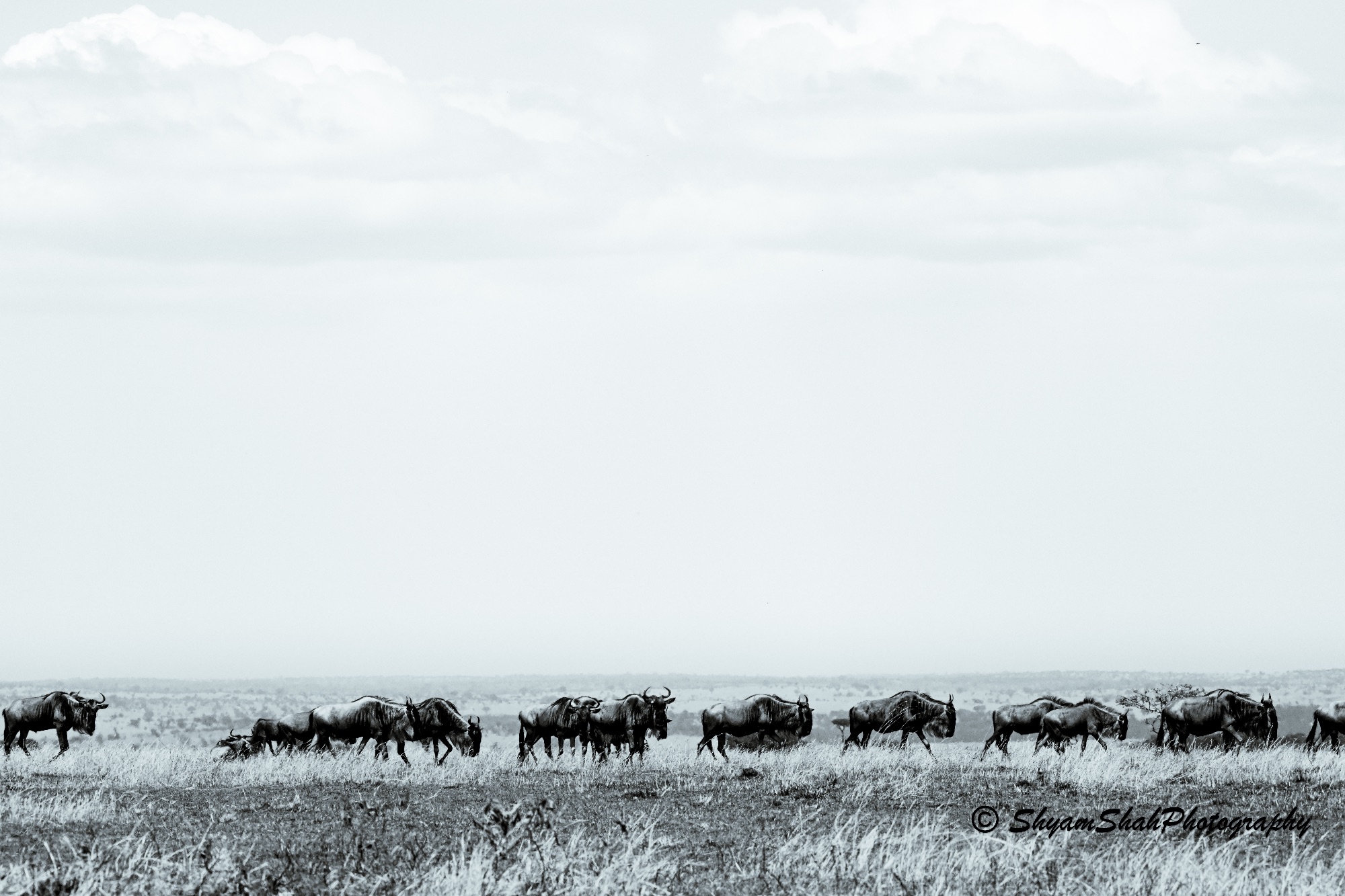 Elephants beneath Kilimanjaro, Amboseli